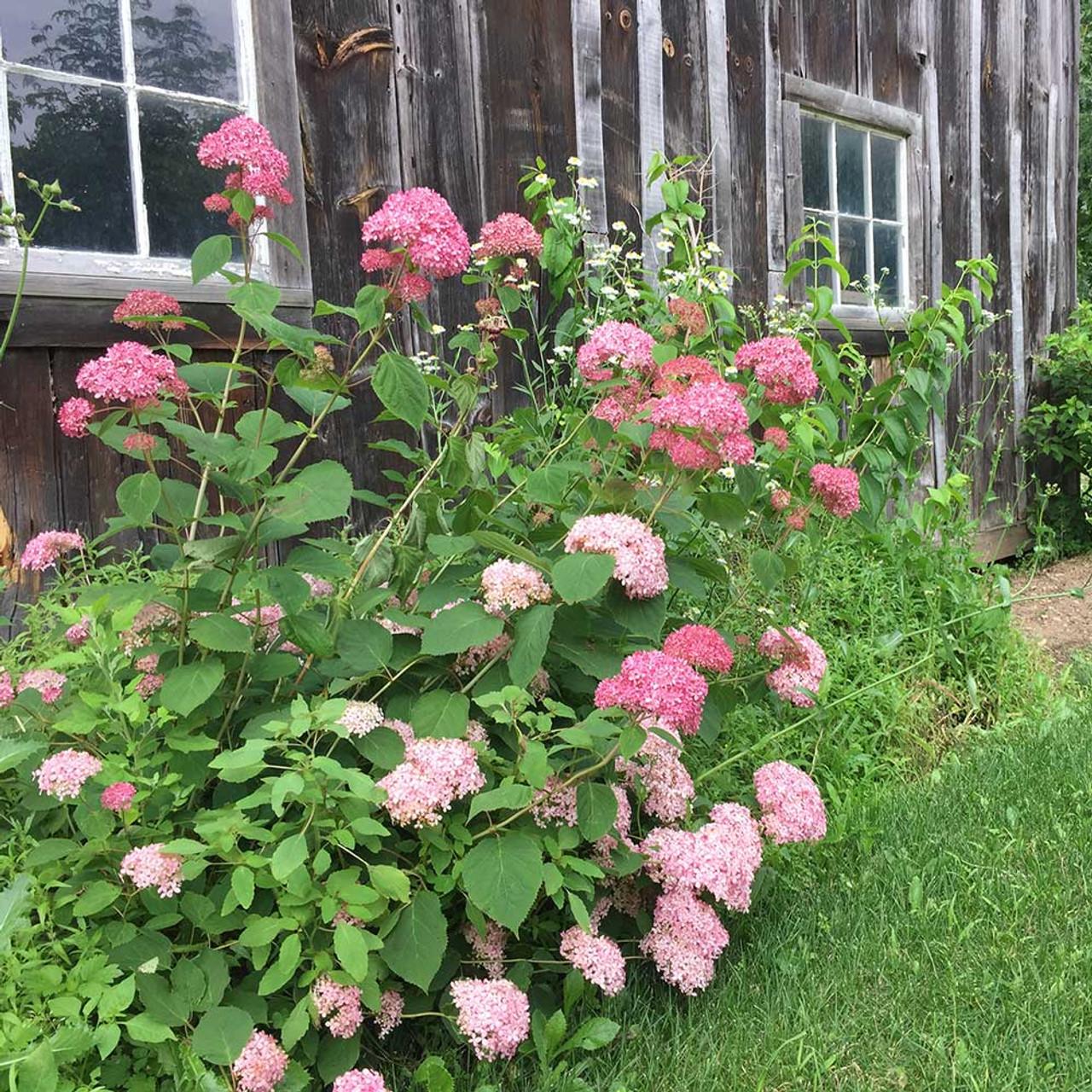 Hydrangea Arborescens 'invincibelle Spirit Ii' - View 35 from www redcrocus com