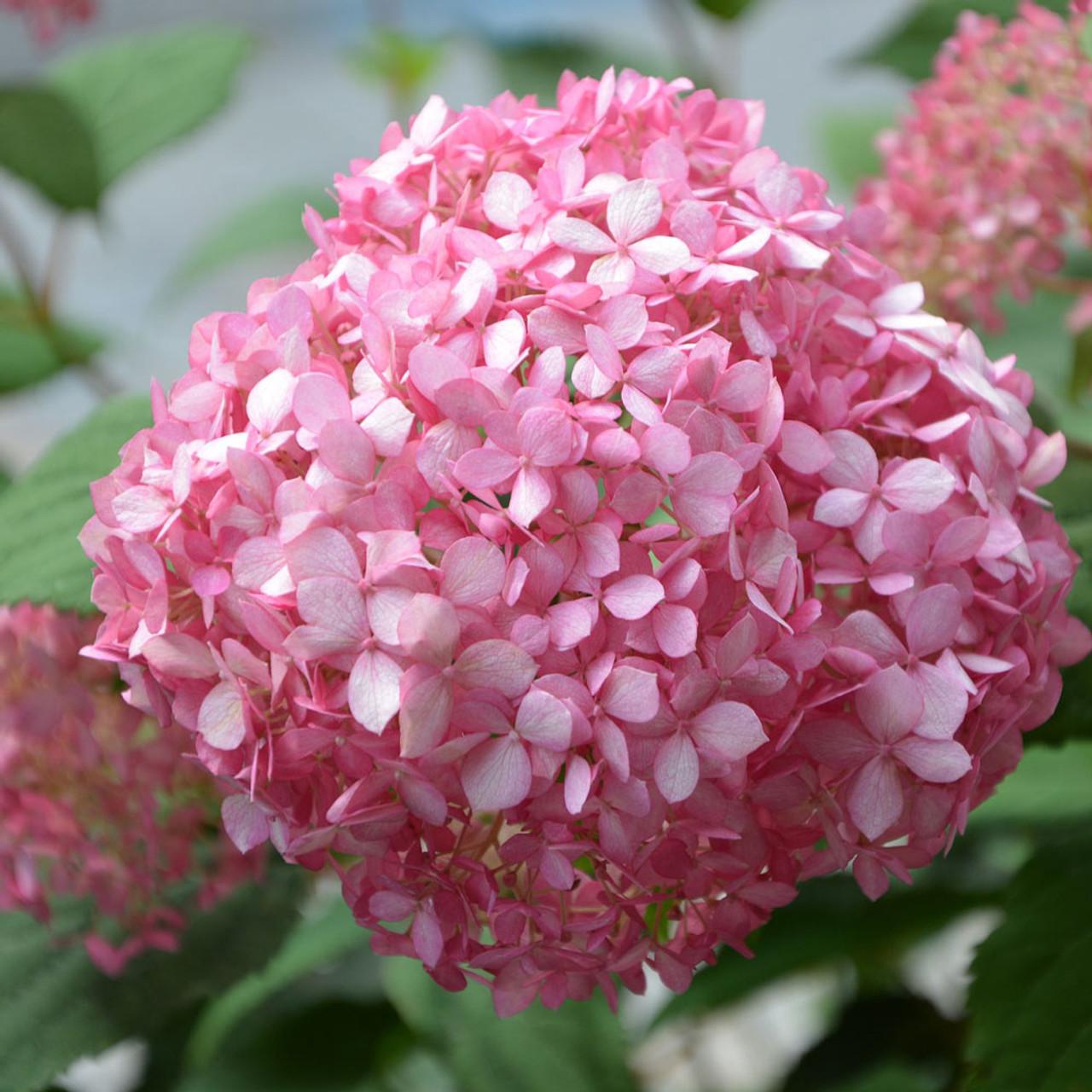 Hydrangea Arborescens 'invincibelle Spirit Ii' - View 36 from www redcrocus com