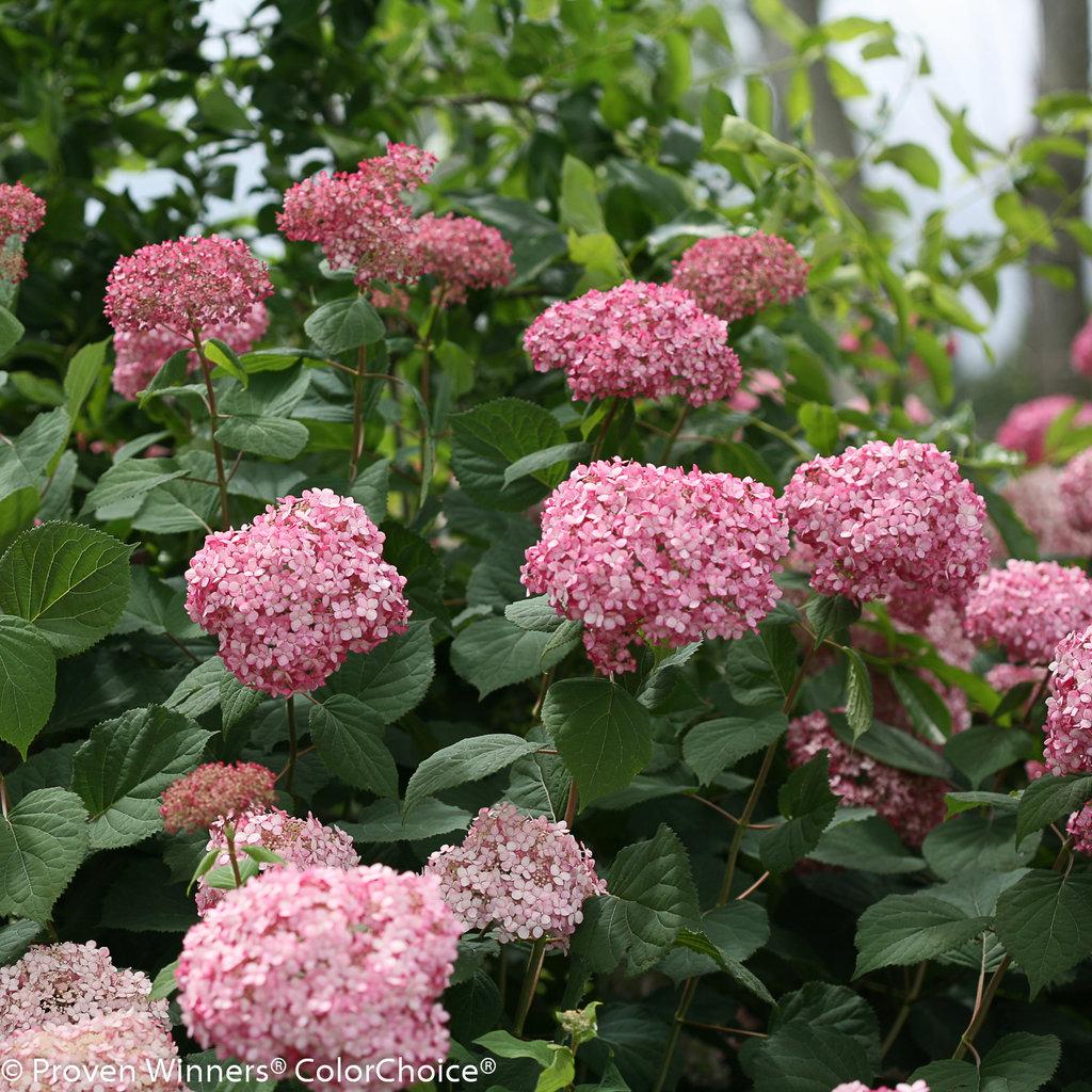 Hydrangea Arborescens 'invincibelle Spirit Ii' - View 38 from www redcrocus com