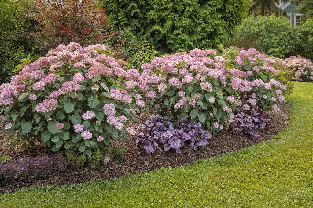 Hydrangea Arborescens 'invincibelle Spirit Ii' - View 3 from www redcrocus com