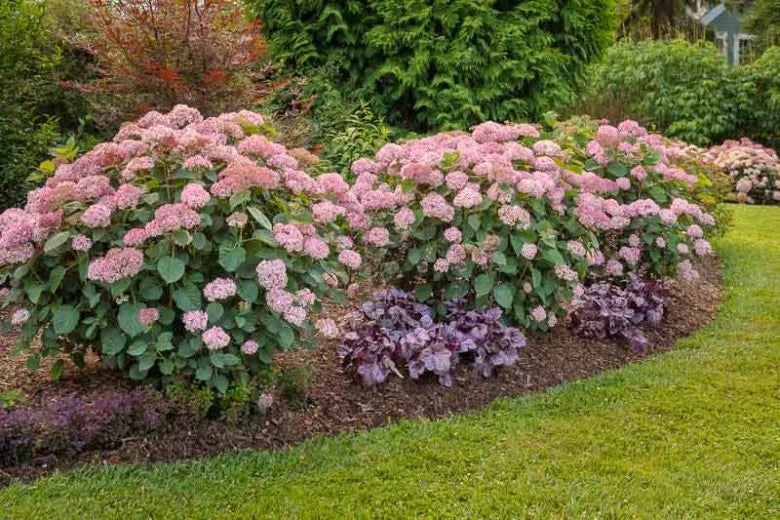 Hydrangea Arborescens 'invincibelle Spirit Ii' - View 4 from www redcrocus com