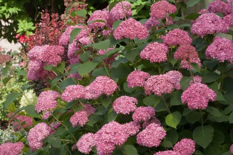Hydrangea Arborescens 'invincibelle Spirit Ii' - View 5 from www redcrocus com