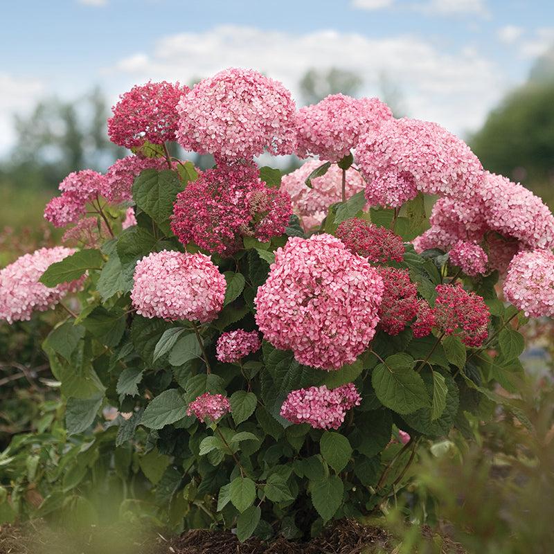 Hydrangea Arborescens 'invincibelle Spirit Ii' - View 7 from www redcrocus com