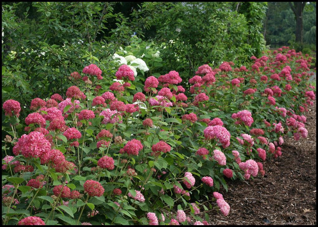 Hydrangea Arborescens 'invincibelle Spirit Ii' - View 8 from www redcrocus com