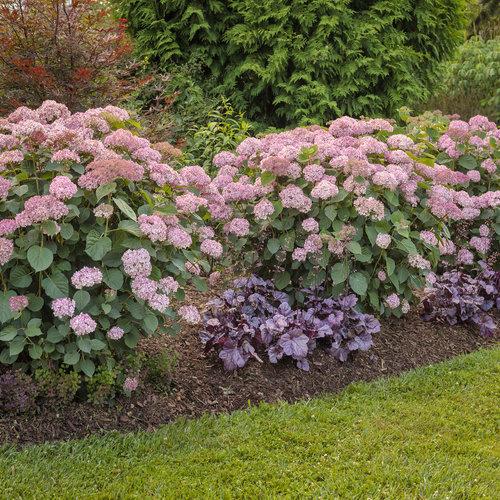 Hydrangea Arborescens 'invincibelle Spirit Ii' - View 9 from www redcrocus com