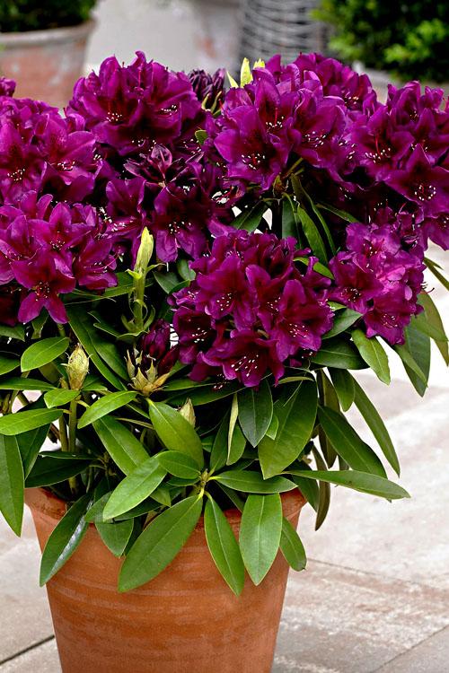 Rhododendron 'polar Night' - View 10 from www redcrocus com