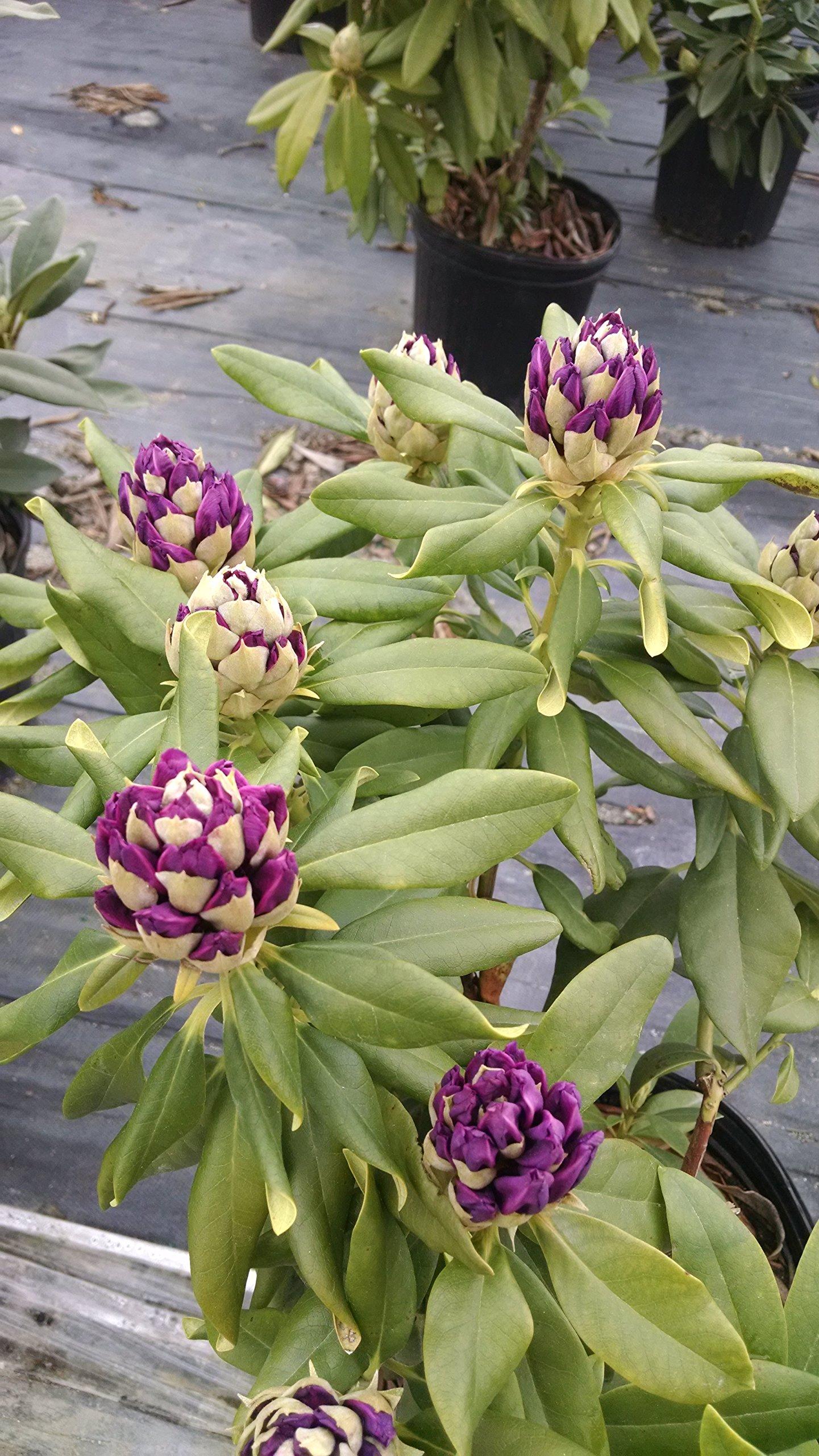 Rhododendron 'polar Night' - View 13 from www redcrocus com