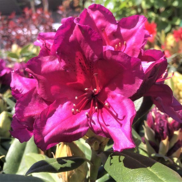 Rhododendron 'polar Night' - View 14 from www redcrocus com