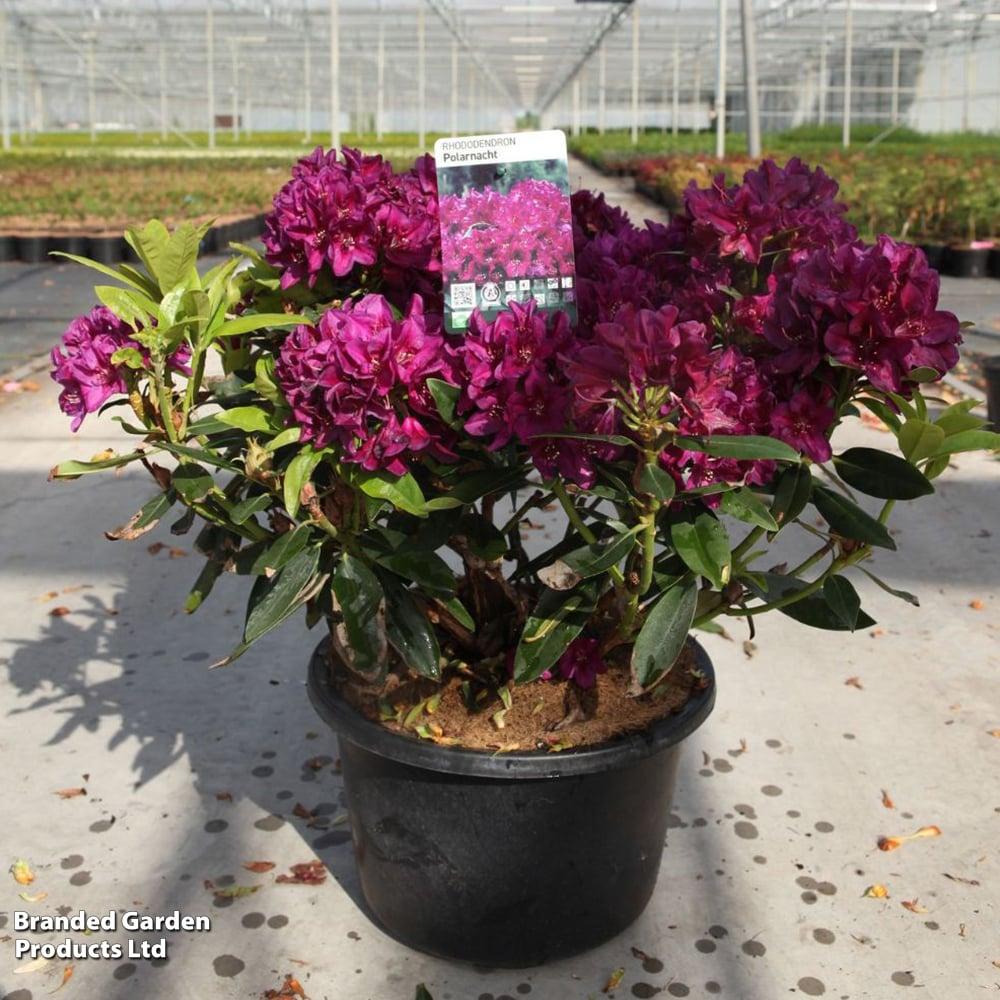 Rhododendron 'polar Night' - View 15 from www redcrocus com