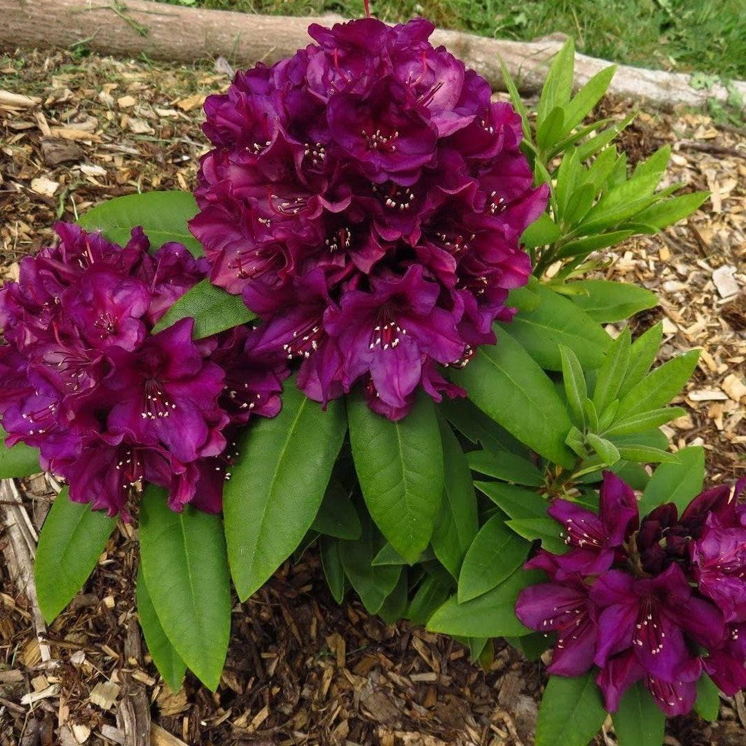 Rhododendron 'polar Night' - View 18 from www redcrocus com