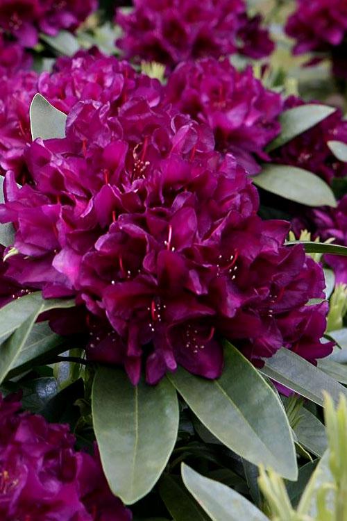 Rhododendron 'polar Night' - View 2 from www redcrocus com