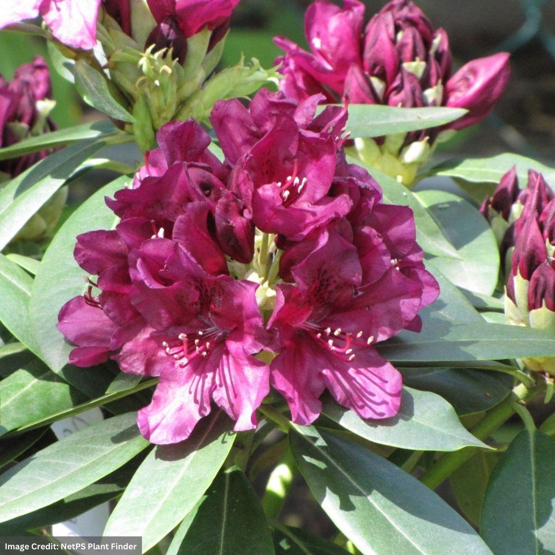 Rhododendron 'polar Night' - View 3 from www redcrocus com