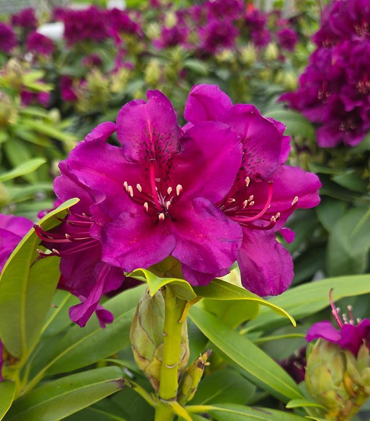 Rhododendron 'polar Night' - View 5 from www redcrocus com