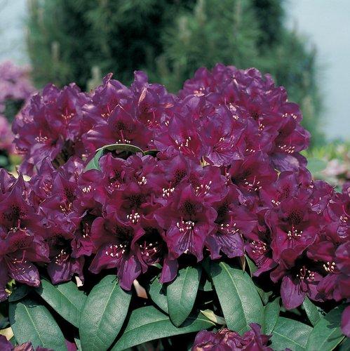 Rhododendron 'polar Night' - View 6 from www redcrocus com
