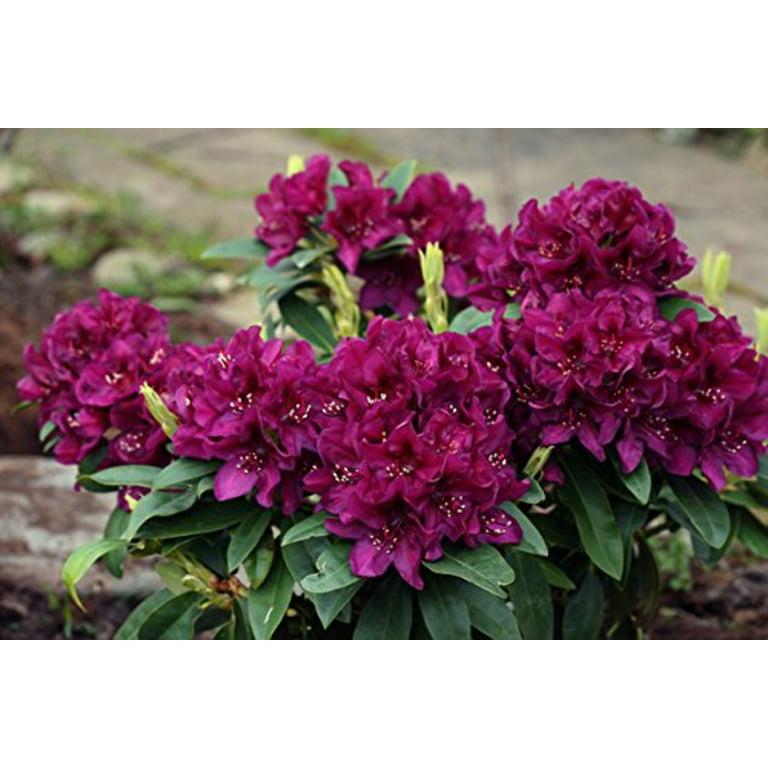 Rhododendron 'polar Night' - View 7 from www redcrocus com