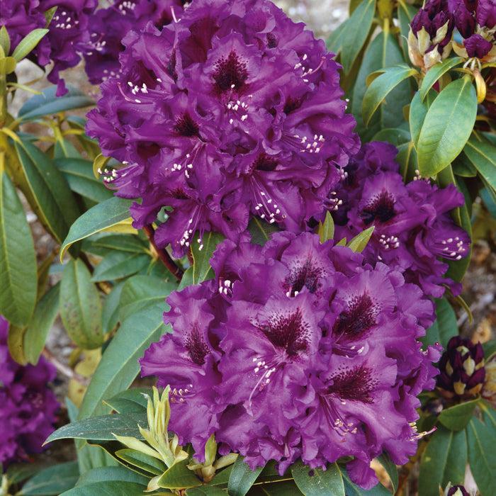 Rhododendron 'polar Night' - View 8 from www redcrocus com