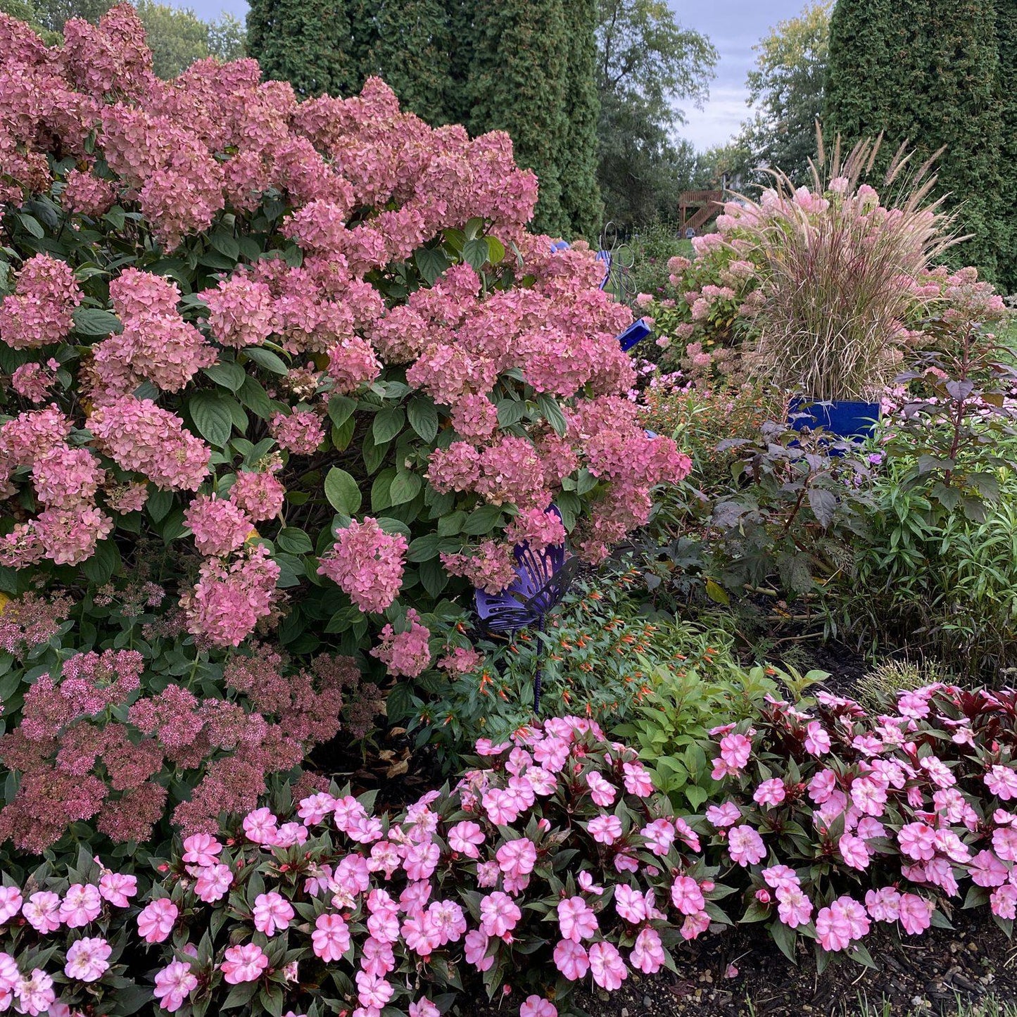 Hydrangea Paniculata 'firelight' - View 10 from www redcrocus com