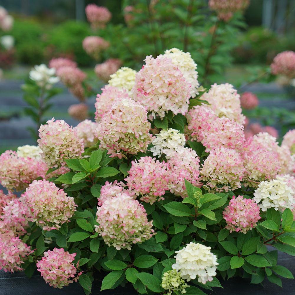 Hydrangea Paniculata 'firelight' - View 11 from www redcrocus com
