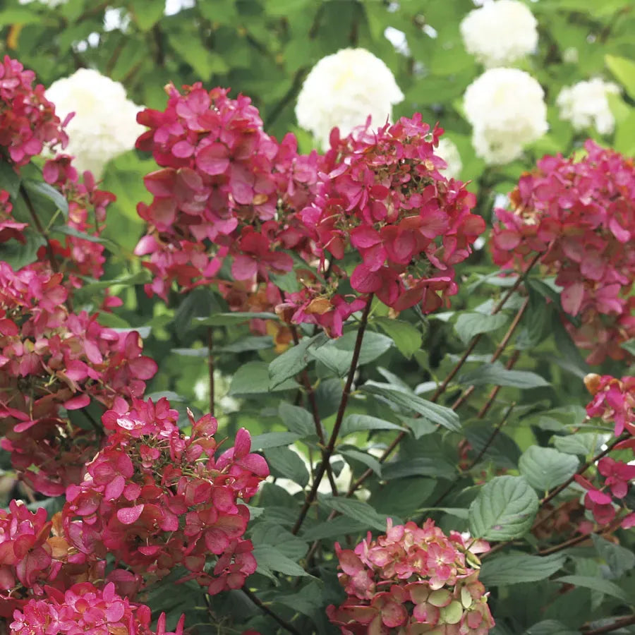 Hydrangea Paniculata 'firelight' - View 12 from www redcrocus com