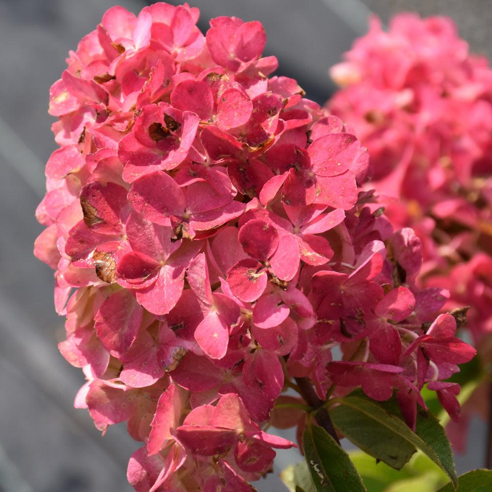 Hydrangea Paniculata 'firelight' - View 13 from www redcrocus com