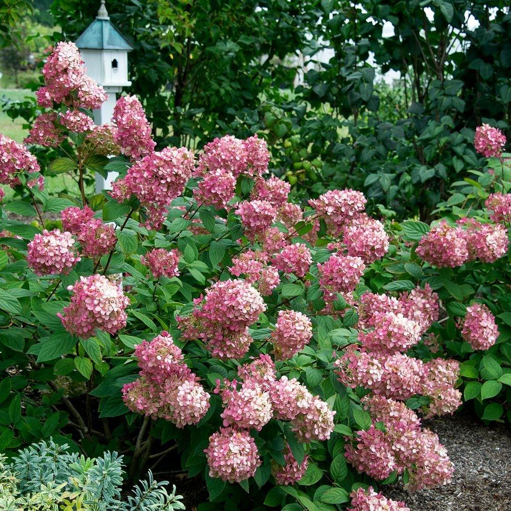 Hydrangea Paniculata 'firelight' - View 14 from www redcrocus com