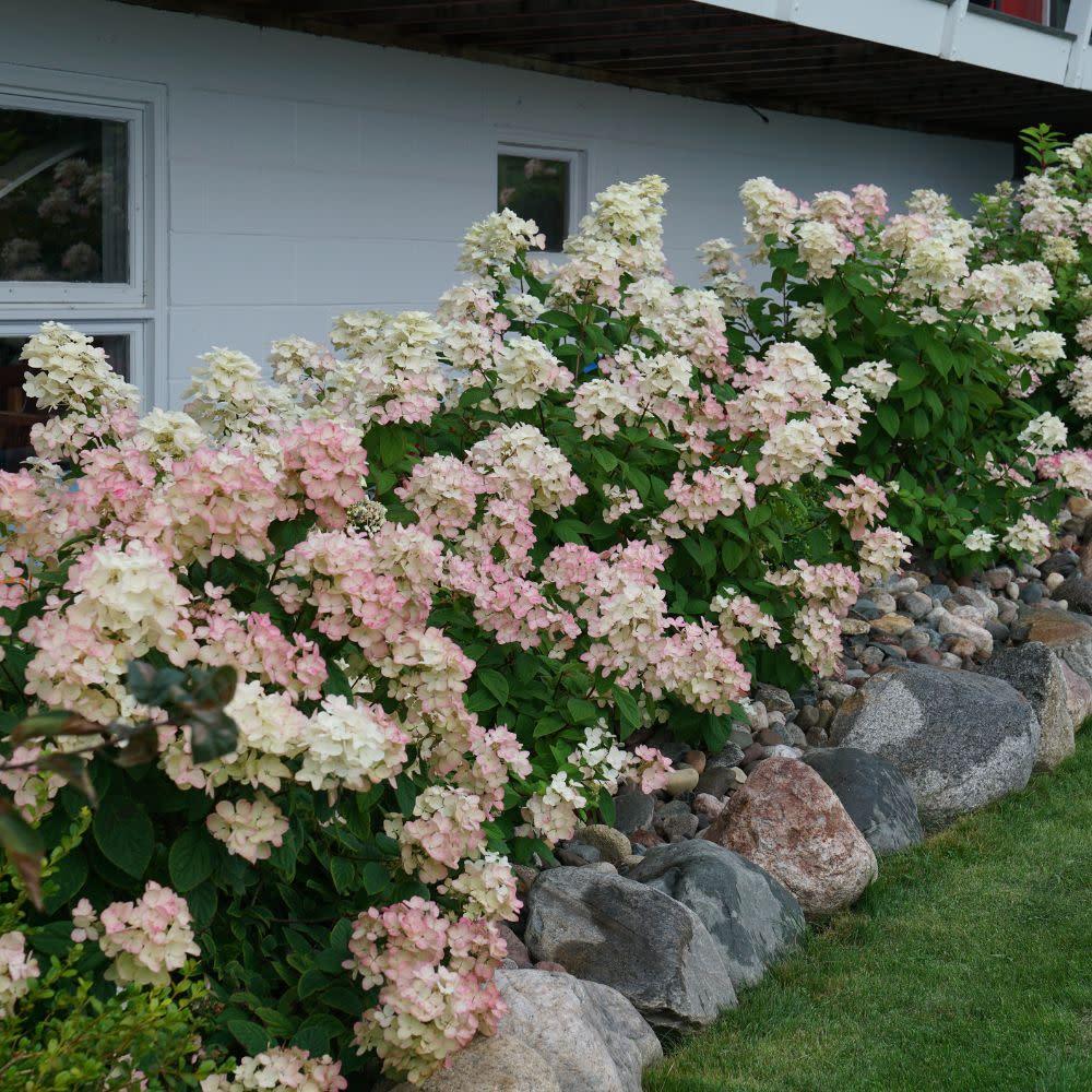 Hydrangea Paniculata 'firelight' - View 15 from www redcrocus com