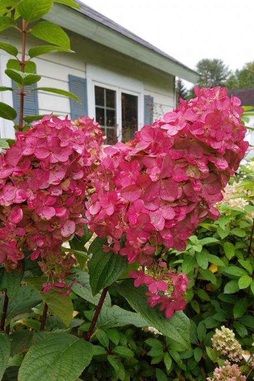 Hydrangea Paniculata 'firelight' - View 18 from www redcrocus com