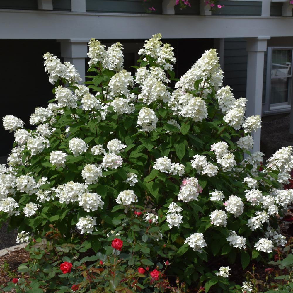 Hydrangea Paniculata 'firelight' - View 19 from www redcrocus com