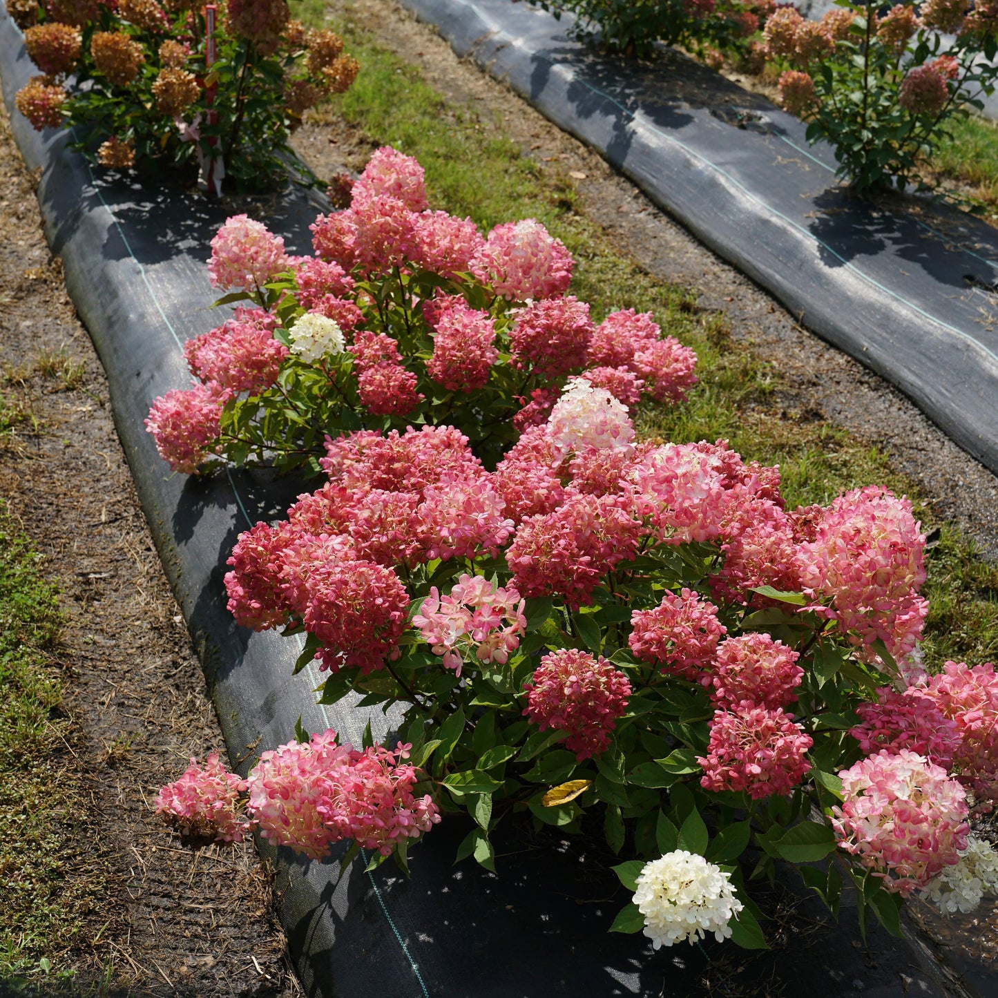 Hydrangea Paniculata 'firelight' - View 20 from www redcrocus com