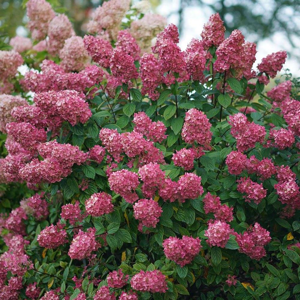 Hydrangea Paniculata 'firelight' - View 2 from www redcrocus com