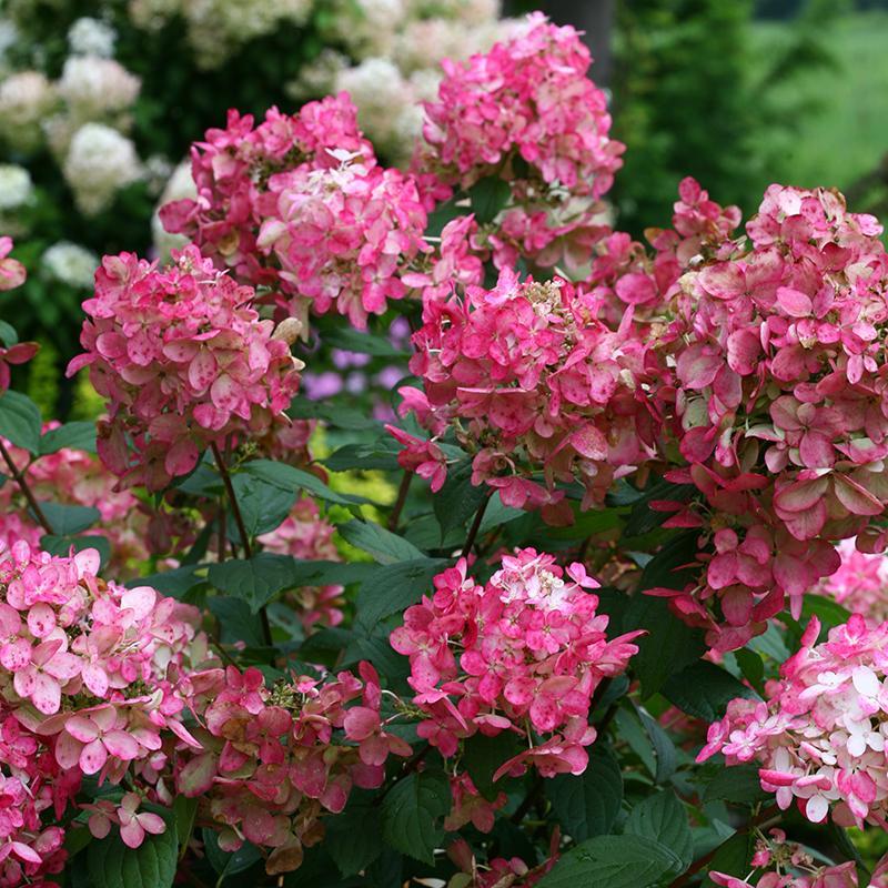 Hydrangea Paniculata 'firelight' - View 3 from www redcrocus com