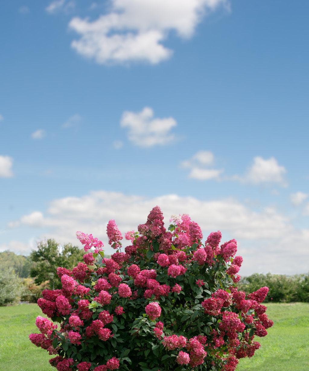 Hydrangea Paniculata 'firelight' - View 4 from www redcrocus com