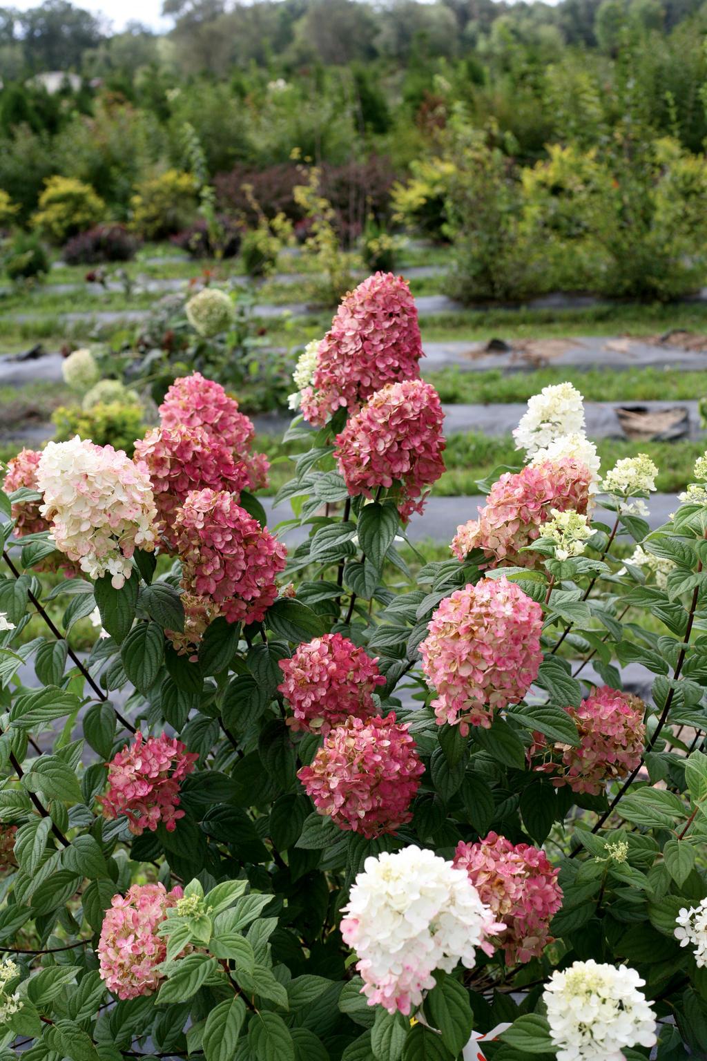 Hydrangea Paniculata 'firelight' - View 6 from www redcrocus com