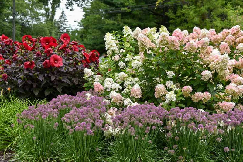 Hydrangea Paniculata 'firelight' - View 7 from www redcrocus com
