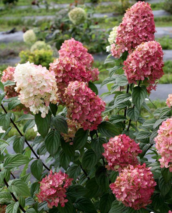 Hydrangea Paniculata 'firelight' - View 9 from www redcrocus com