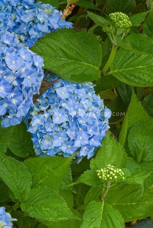 Hydrangea Macrophylla Nantucket Blue - View 12 from www redcrocus com