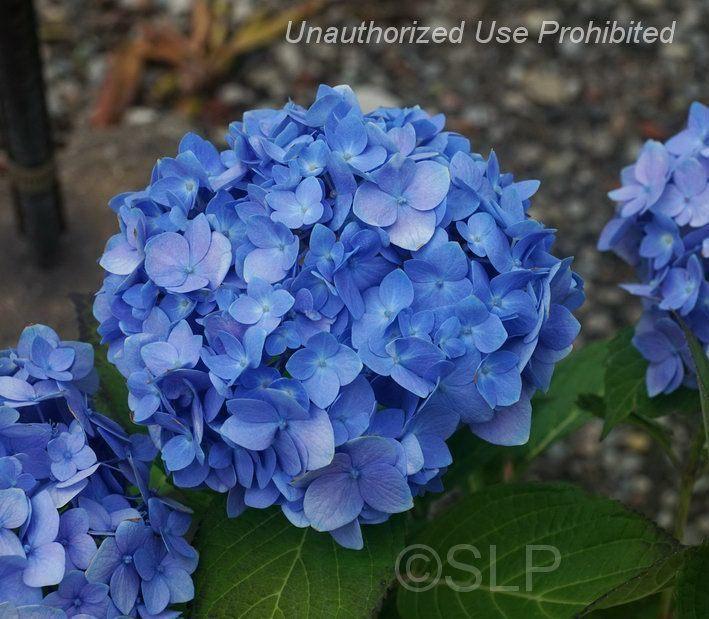 Hydrangea Macrophylla Nantucket Blue - View 12 from www redcrocus com