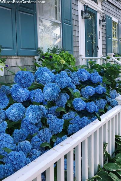 Hydrangea Macrophylla Nantucket Blue - View 16 from www redcrocus com