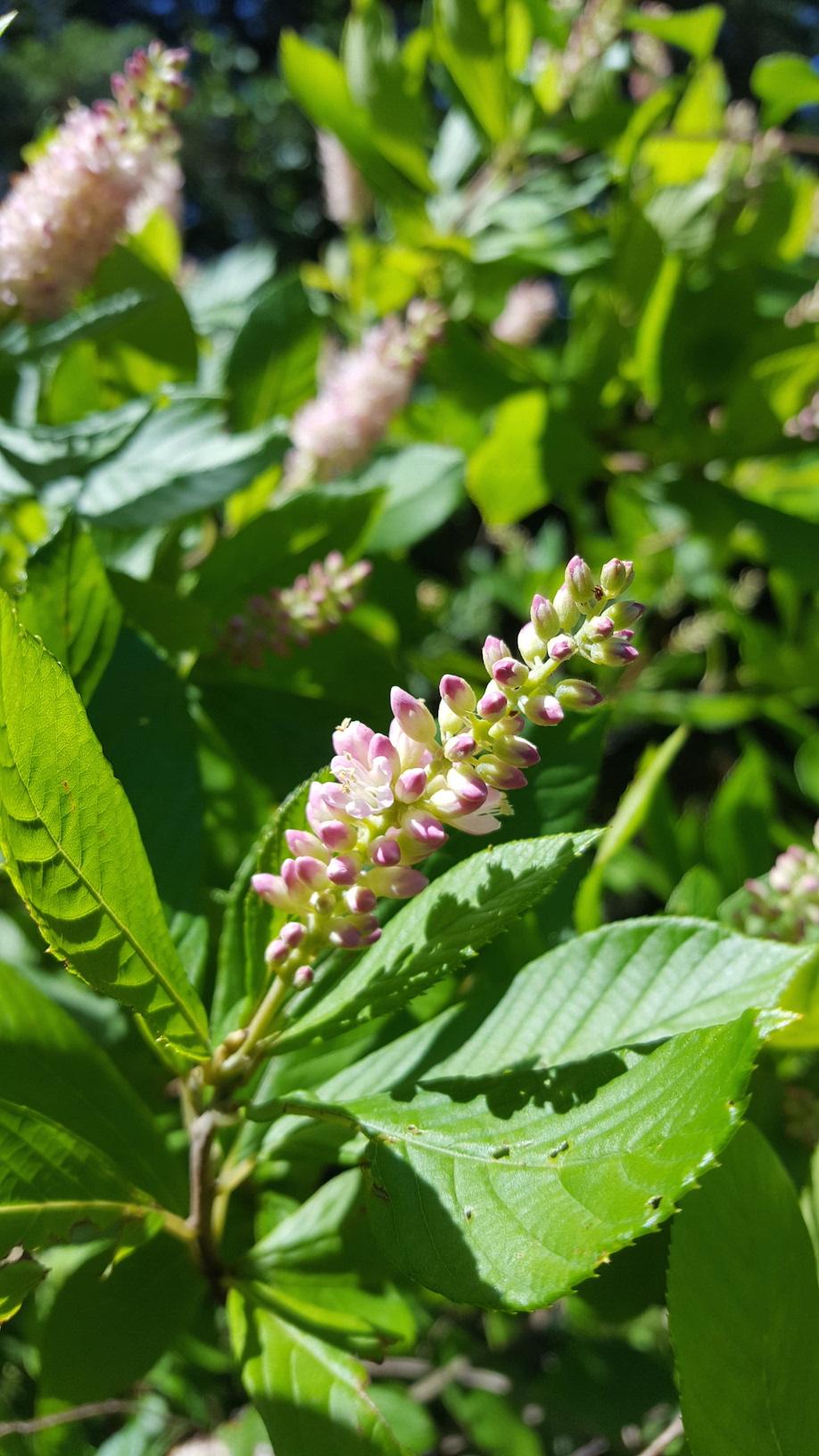 Clethra Alnifolia Ruby Spice - View 17 from www redcrocus com