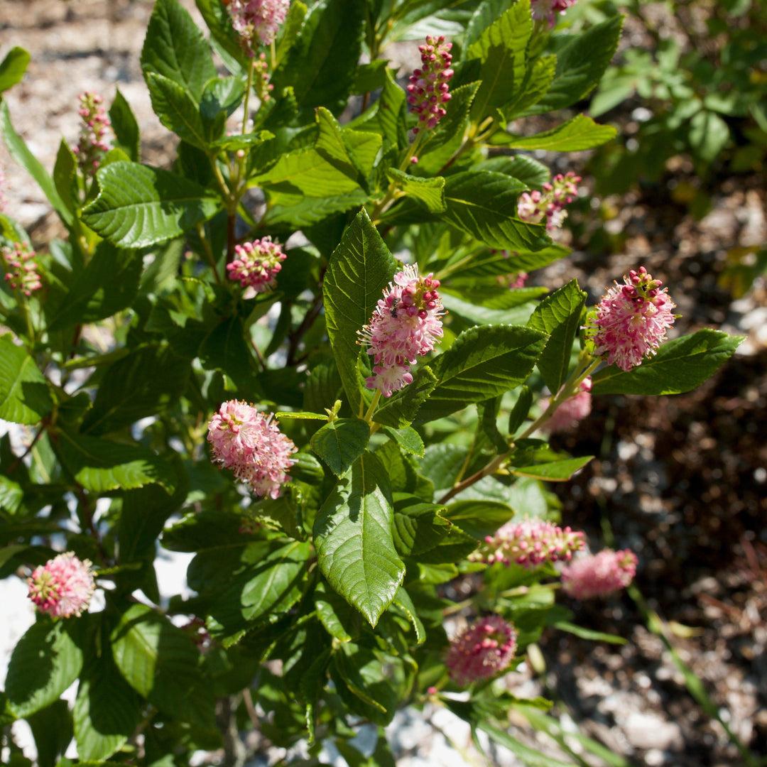 Clethra Alnifolia Ruby Spice - View 18 from www redcrocus com