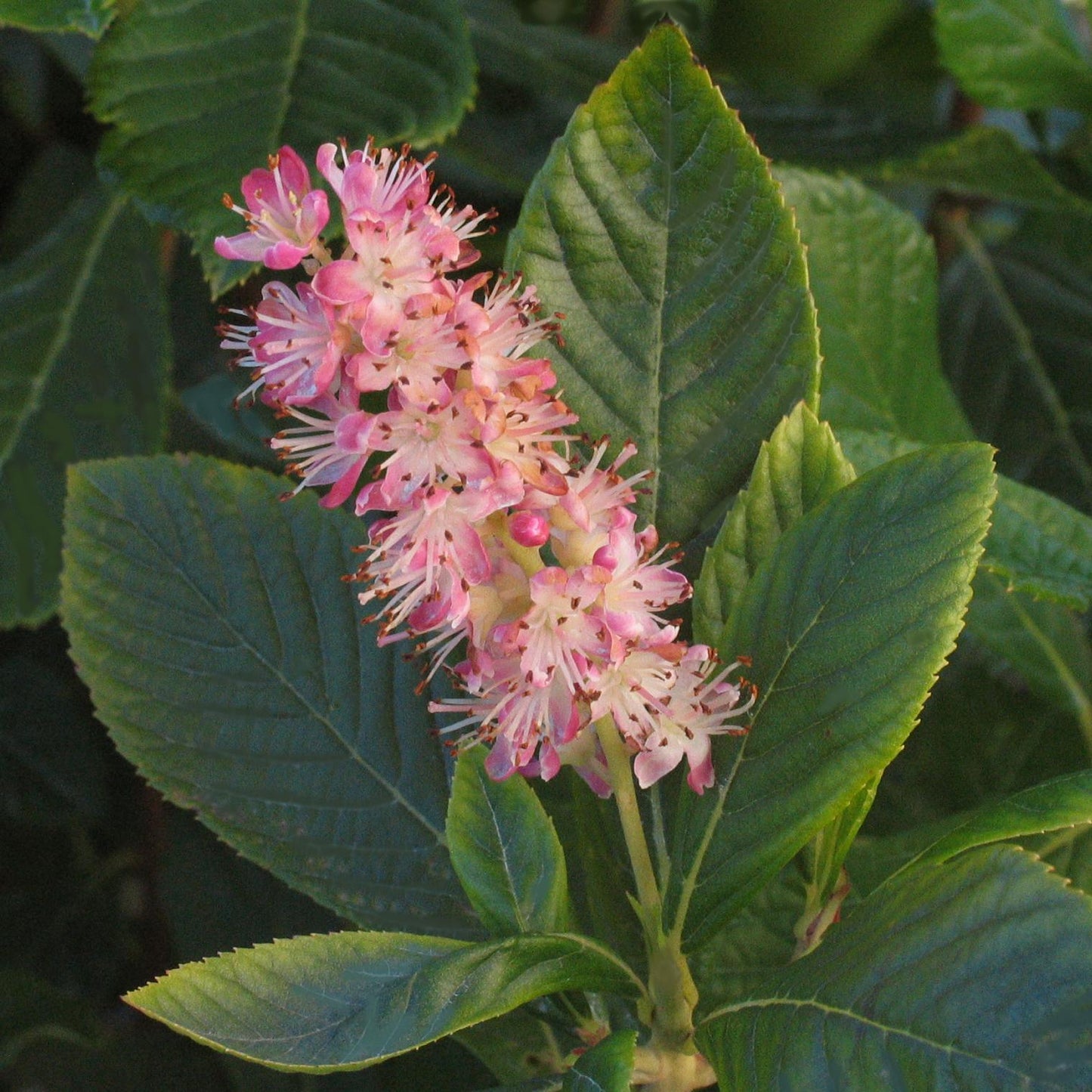 Clethra Alnifolia Ruby Spice - View 5 from www redcrocus com