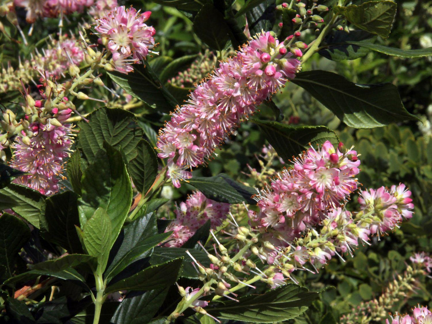 Clethra Alnifolia Ruby Spice - View 6 from www redcrocus com