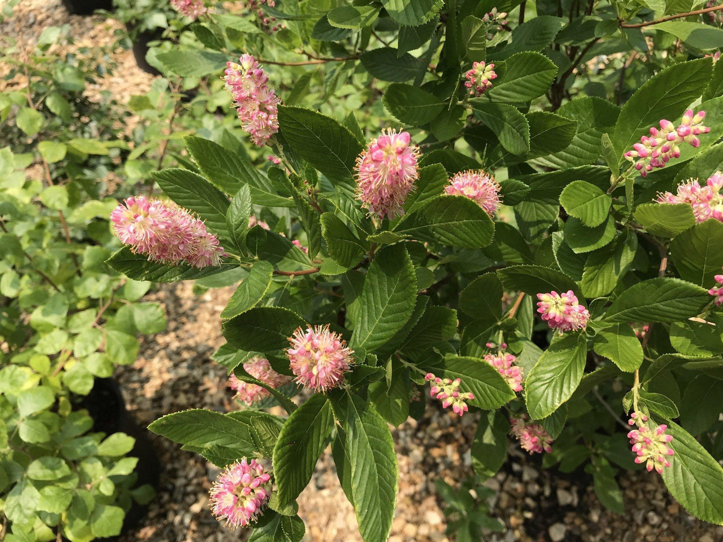 Clethra Alnifolia Ruby Spice - View 8 from www redcrocus com