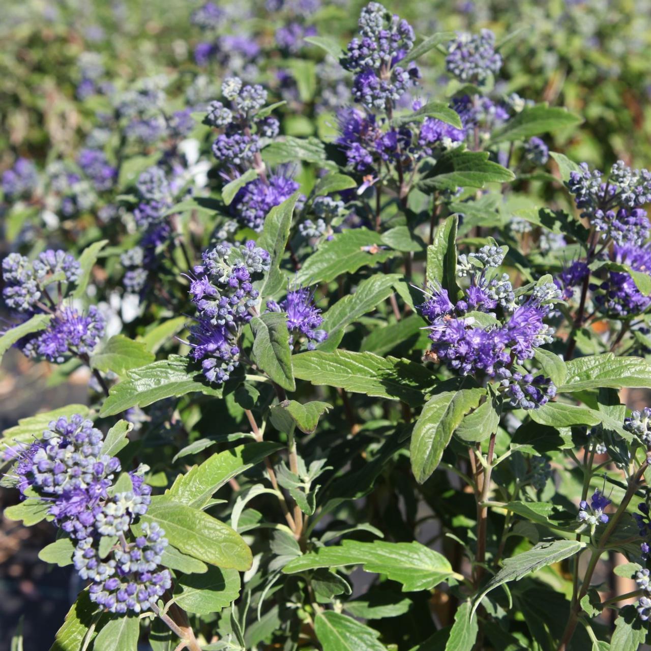 Caryopteris Beyond Midnight - View 11 from www redcrocus com