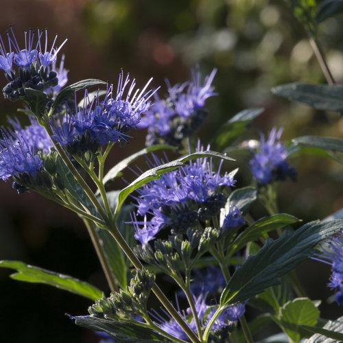 Caryopteris Beyond Midnight - View 18 from www redcrocus com