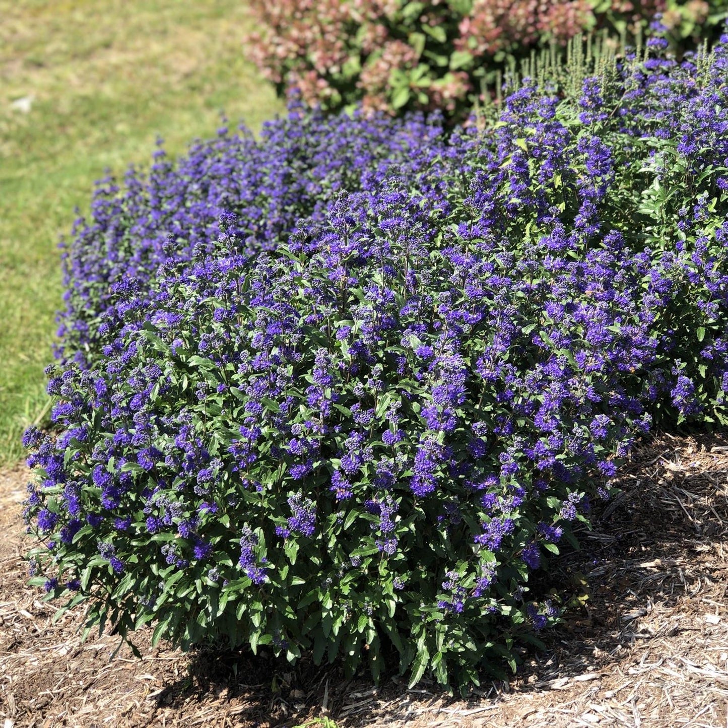 Caryopteris Beyond Midnight - View 5 from www redcrocus com