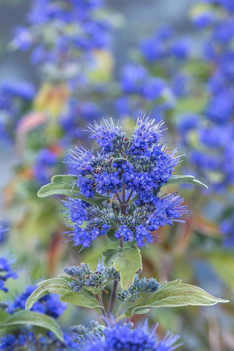 Caryopteris Beyond Midnight - View 9 from www redcrocus com