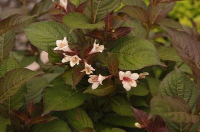 Weigela Florida Tuxedo - View 11 from www redcrocus com