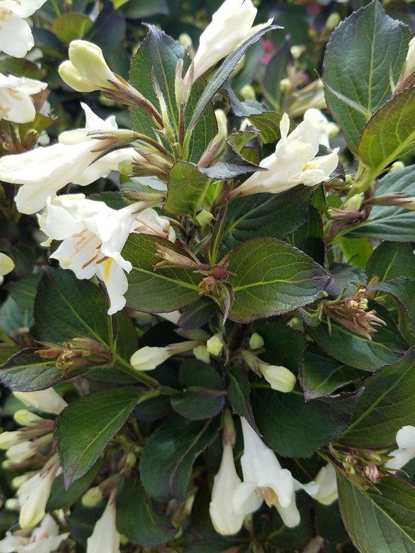 Weigela Florida Tuxedo - View 13 from www redcrocus com