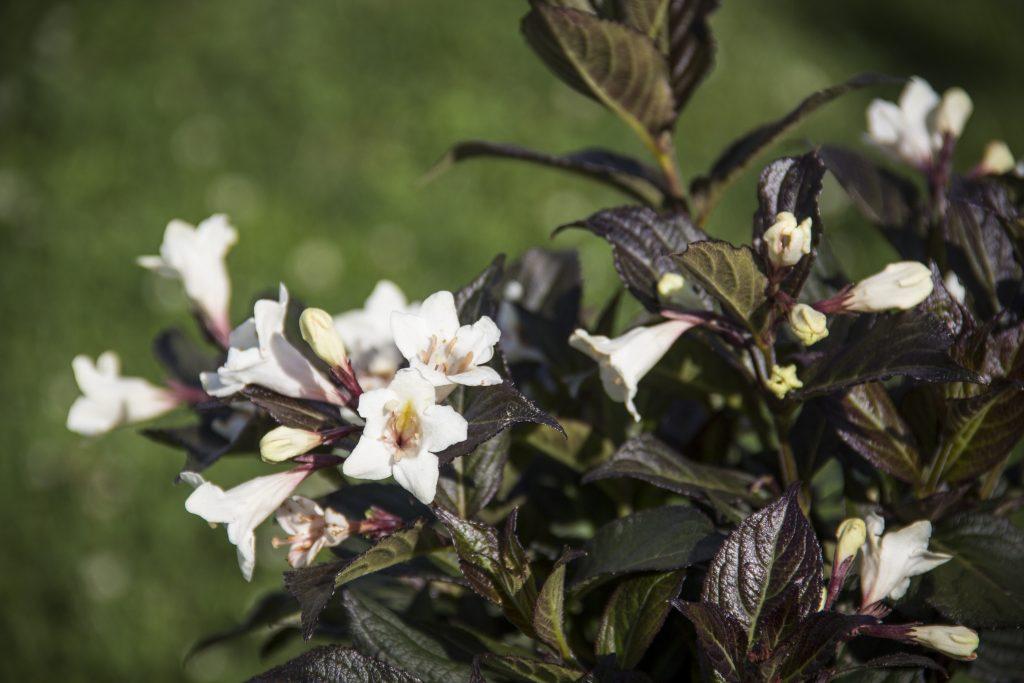 Weigela Florida Tuxedo - View 15 from www redcrocus com